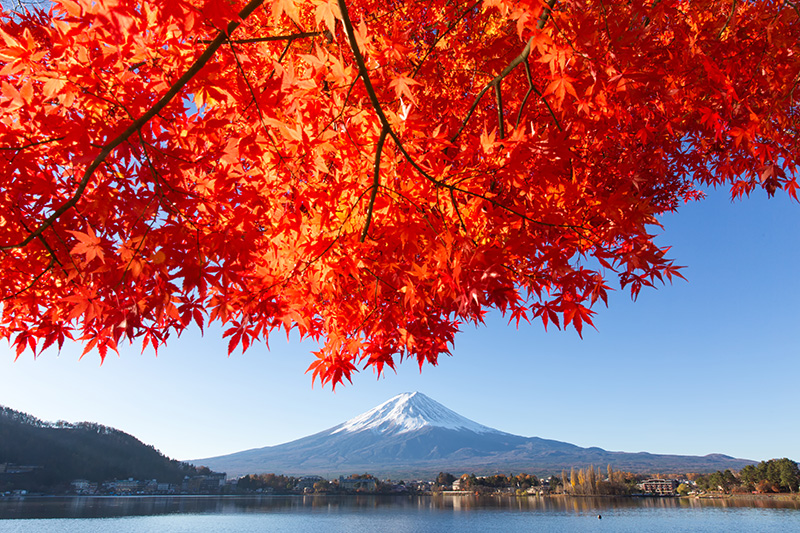 2019富士河口湖紅葉まつり