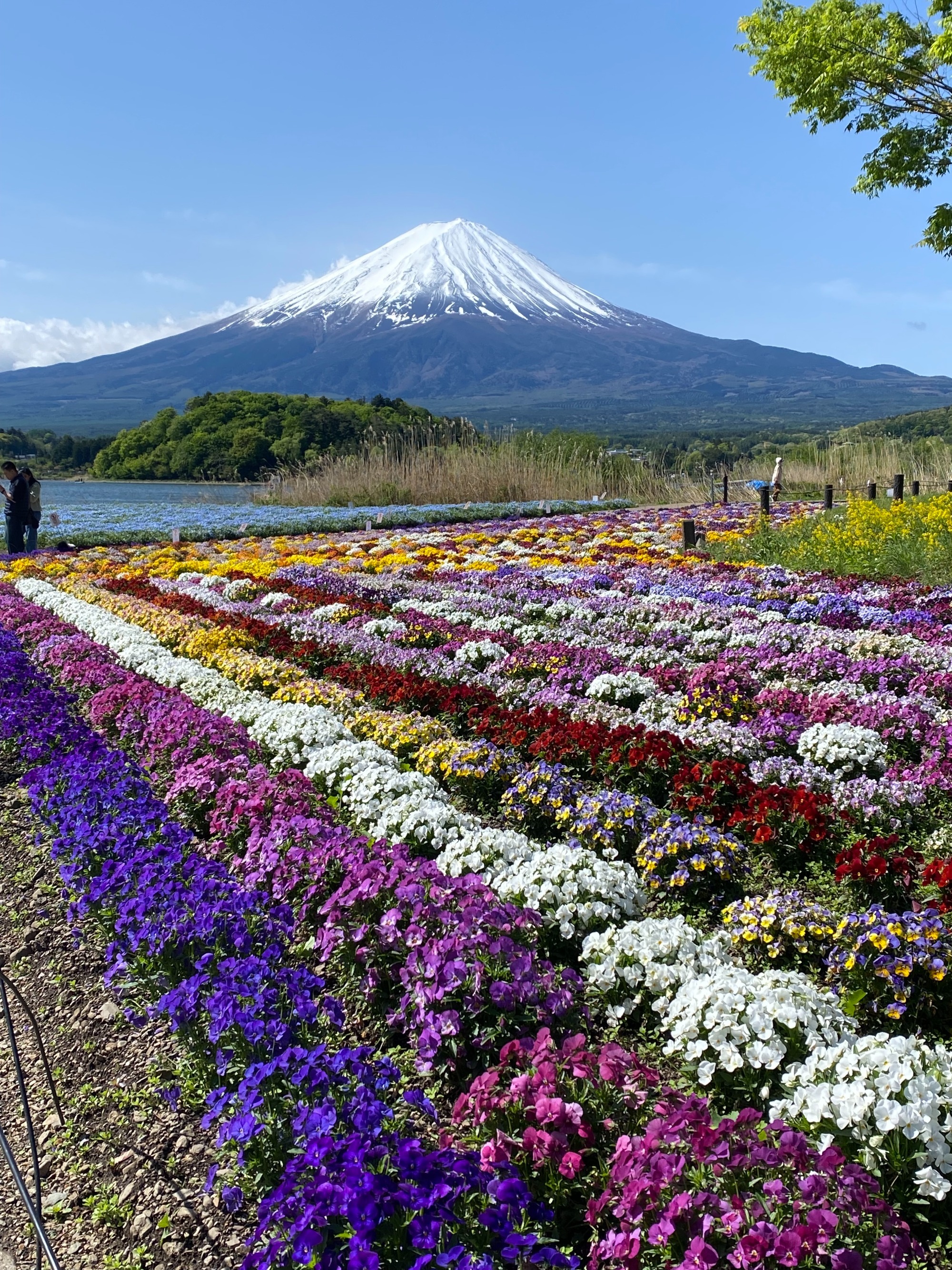 富士山絶景（大石公園）