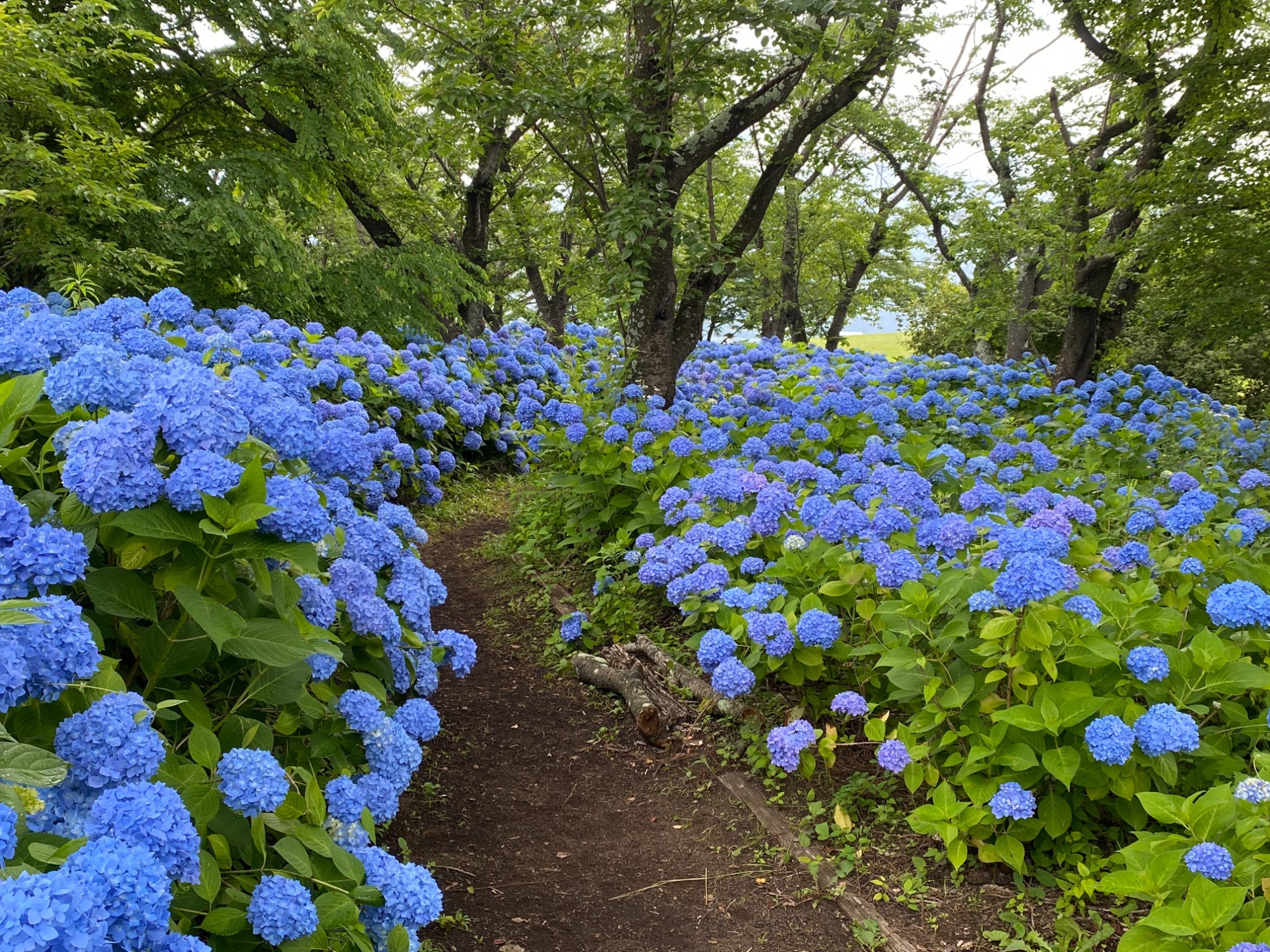 八木崎公園