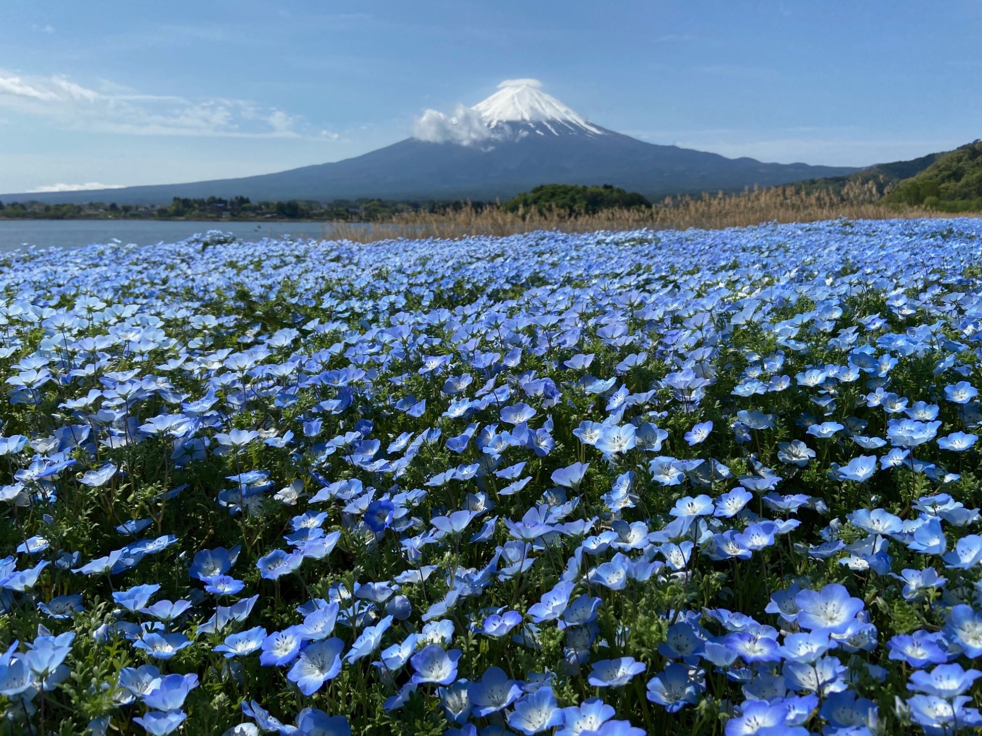 キッチンフジヤマビュー