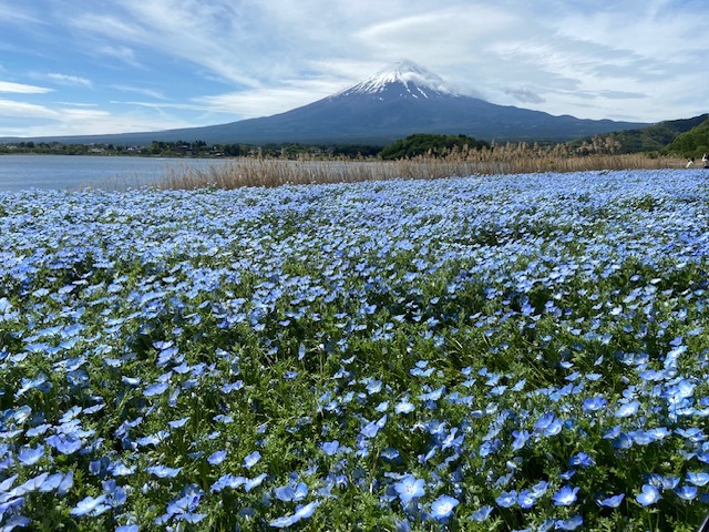 キッチンフジヤマビュー