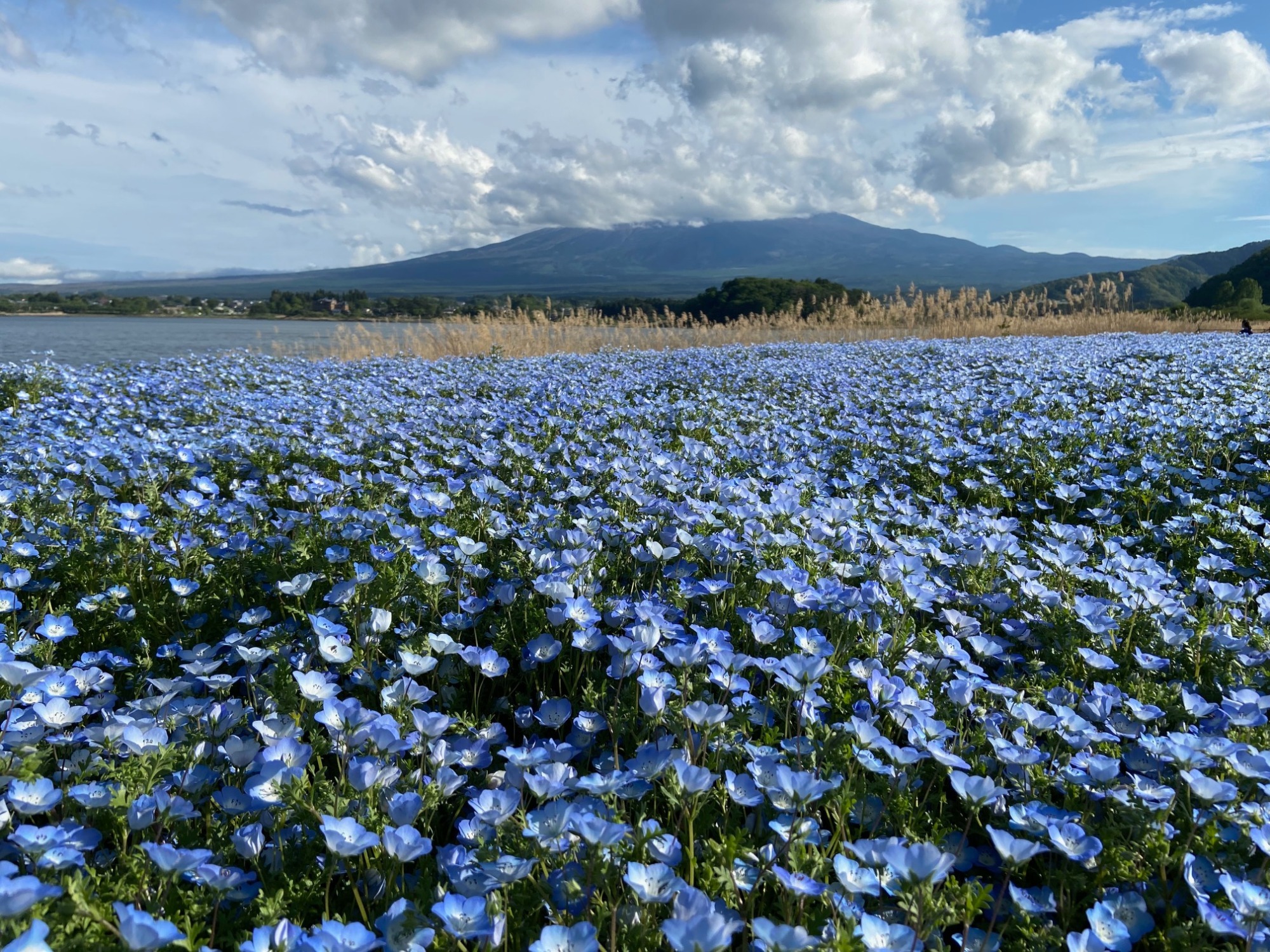 キッチンフジヤマビュー