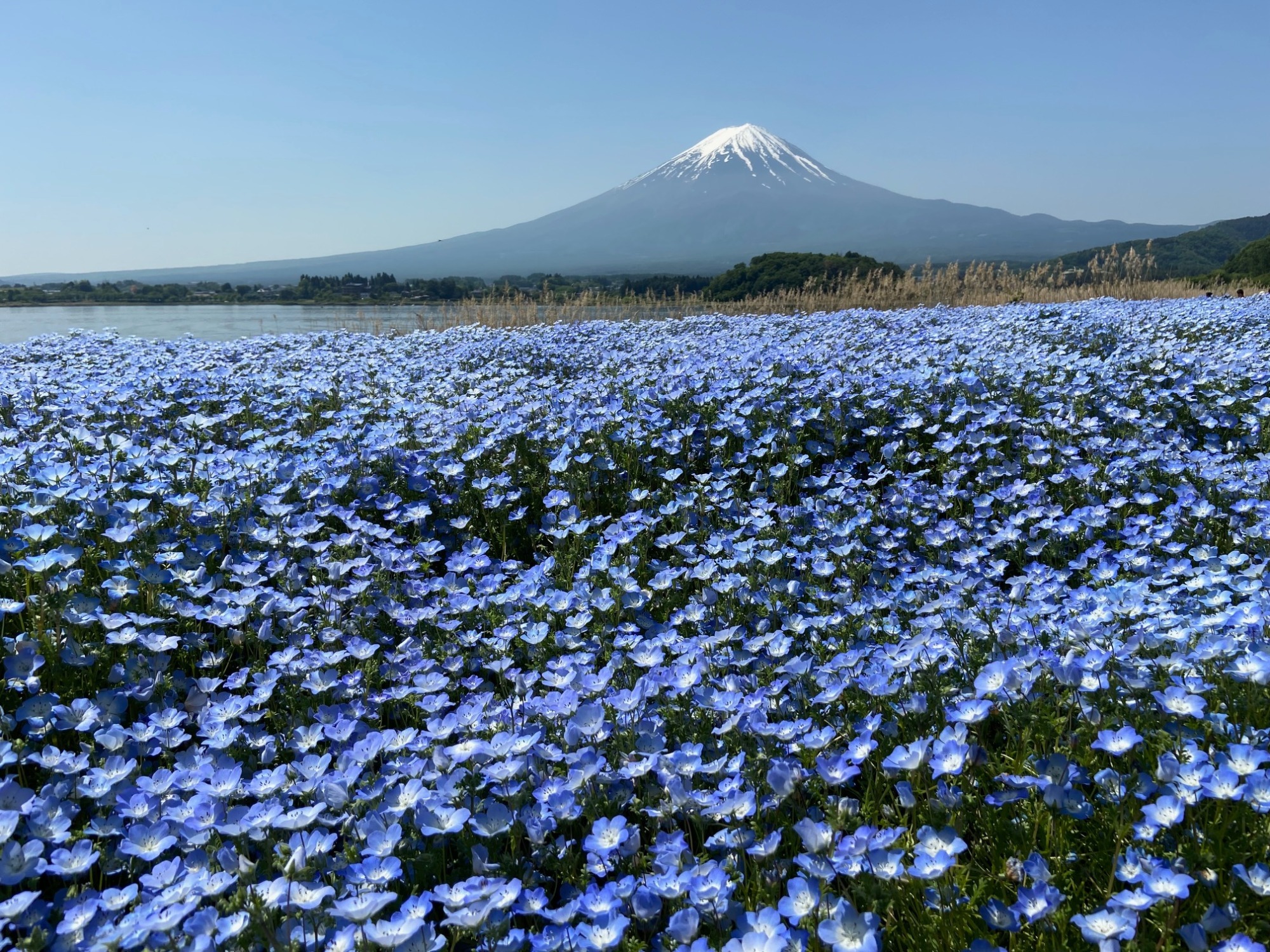 キッチンフジヤマビュー
