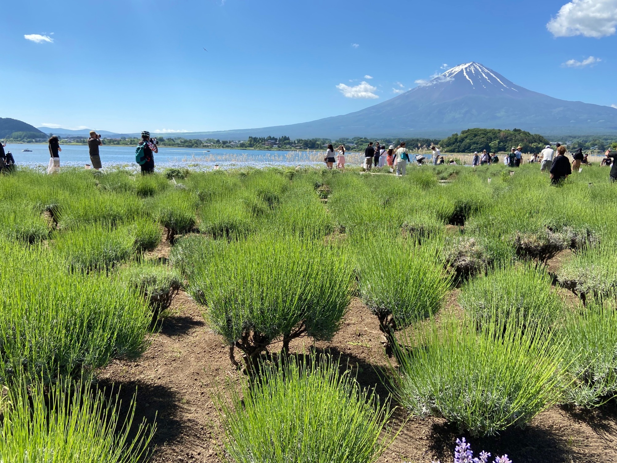 富士山の見えるカフェ