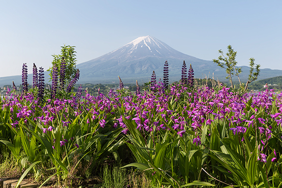 大石公園からの富士山