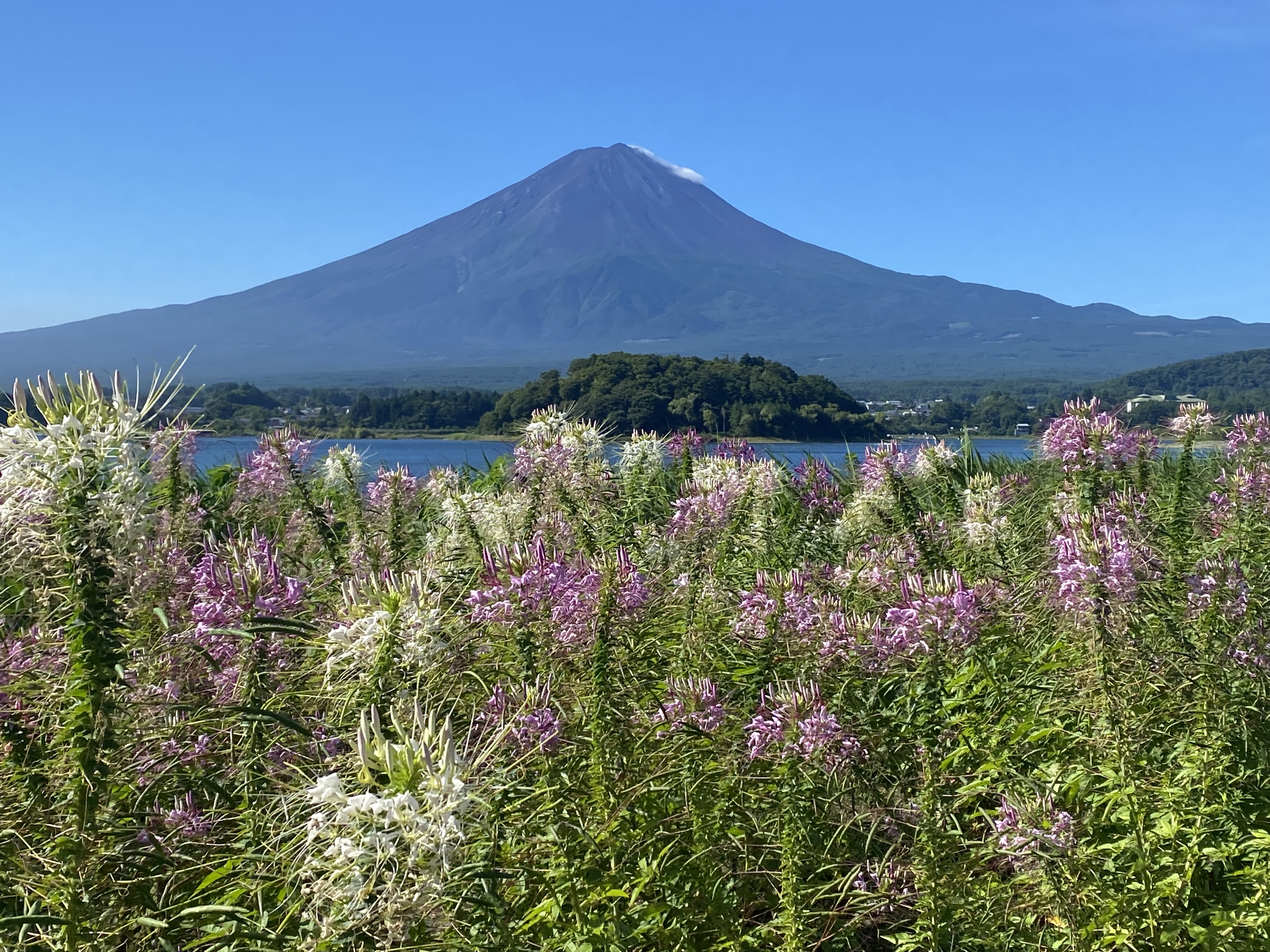 富士山とクレオメ